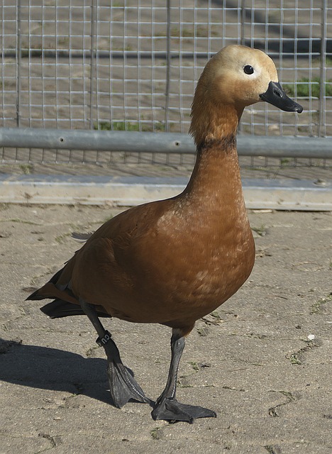年选手