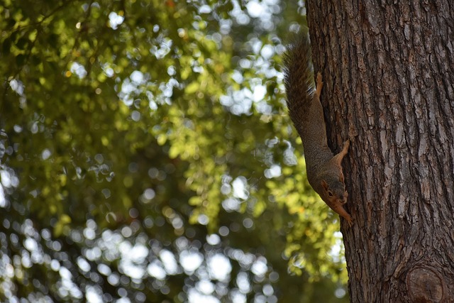 主裁判并未 主裁判并未